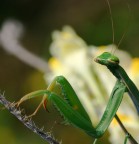 altezzosa altezzosa