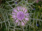 Fiore selvatico 2 Fiore selvatico 2