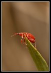 animaletto rosso animaletto rosso