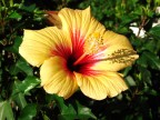 Ibiscus giallo 2 Ibiscus giallo 2