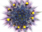 esplosione floreale