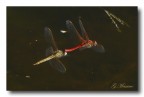 In Volo 8 In Volo 8