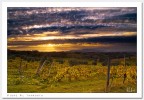 Vigne al Tramonto Vigne al Tramonto