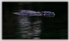 Nessie. Nessie.