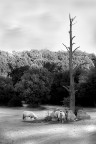 pecore e vecchio albero pecore e vecchio albero