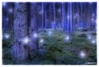 nel bosco... nel bosco...