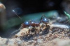 Formichina Formichina