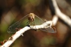 libellula con 18-200 VR libellula con 18-200 VR