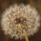 Soffia ed esprimi un desiderio.