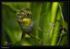 Canon 350mm
Canon 100 mm 2.8
Aperture f11
Speed 1/200