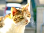 la mia micia... la mia micia...