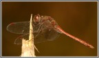 libellula "novembrina" libellula "novembrina"