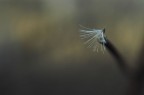 minimalismo