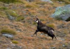 Camoscio in corsa