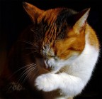 Ridendo sotto i baffi...