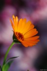 Arancio acceso Arancio acceso