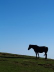 cavallo in controluce 1 cavallo in controluce 1