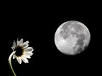 Stregata dalla luna. Stregata dalla luna.