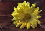macro-sole