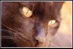 Black Cat Black Cat