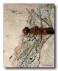 Mezza Libellula