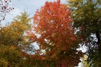 Tavolozza d'autunno Tavolozza d'autunno