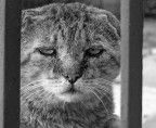 Sguardo Randagio Sguardo Randagio