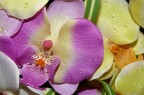 Fiori Fiori