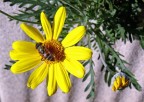 Macro Macro