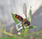 vi  scappata Lul.....