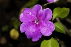 Fiore Fiore