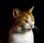 Una leccatina sul naso a tutti!