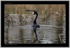 Renzo-Cormorano Renzo-Cormorano