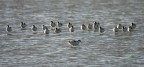 Avocette Avocette