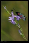 Zygaena ........ (?)