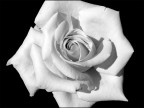 Rosa b/n Rosa b/n