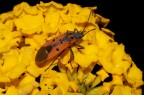 Lygaeus creticus Lygaeus creticus
