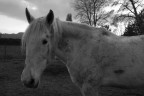 the dirty horse's sadness the dirty horse's sadness