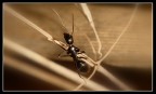 formichina formichina