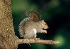scoiattolo