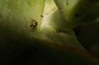 Heliophanus cupreus