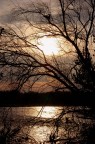 Il sole tra gli alberi Il sole tra gli alberi