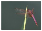 Libellula Libellula