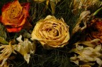 Fiori secchi Fiori secchi