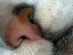 Macro micia Macro micia
