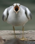 Oh Gabbiano, a chi vuoi far paura !? Oh Gabbiano, a chi vuoi far paura !?