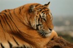 tigre primo piano tigre primo piano
