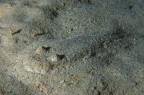 URANOSCOPUS SCABER URANOSCOPUS SCABER