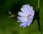 srfide in volo su fiore srfide in volo su fiore