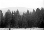 ..per favore ditemi qlc..
Mi piaceva quel tronco bianco che si stagliava sullo sfondo scuro..ma c'era una nebbia assurda quel giorno..volevo far risaltare anche lo skyline della collina dietro gli alberi ma...
